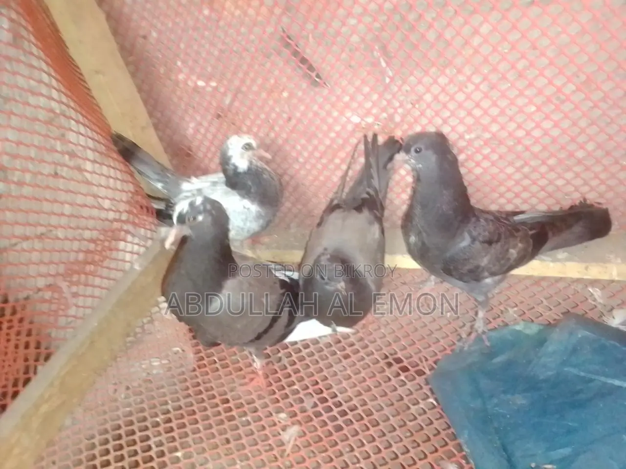 New Adult Pegion Baby
