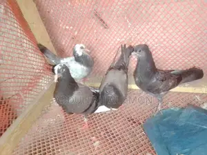 New Adult Pegion Baby