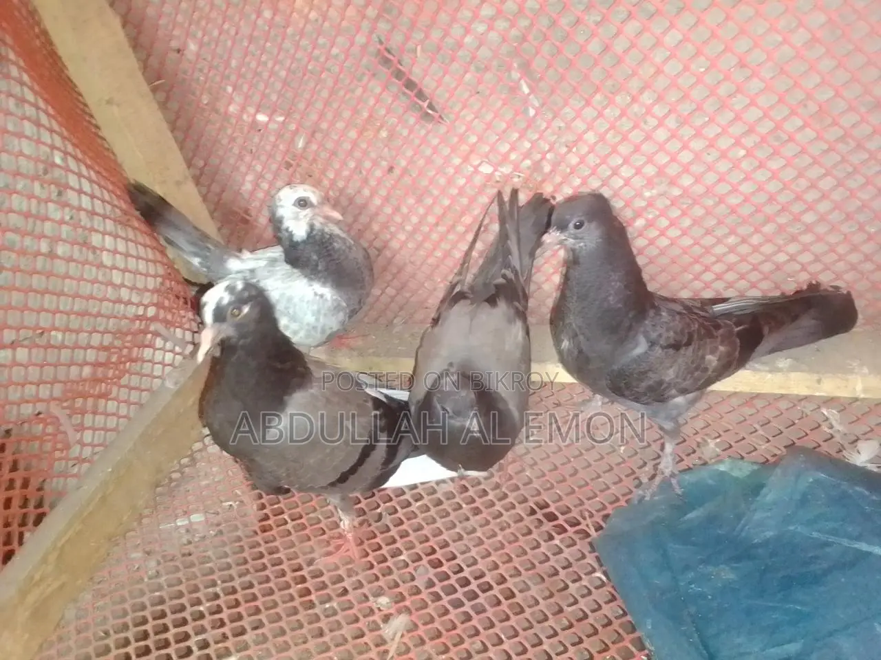 New Adult Pegion Baby