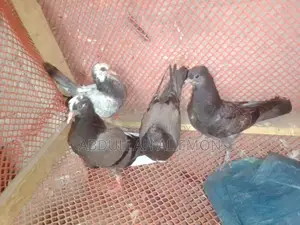 New Adult Pegion Baby