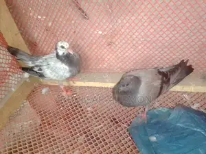 New Adult Pegion Baby