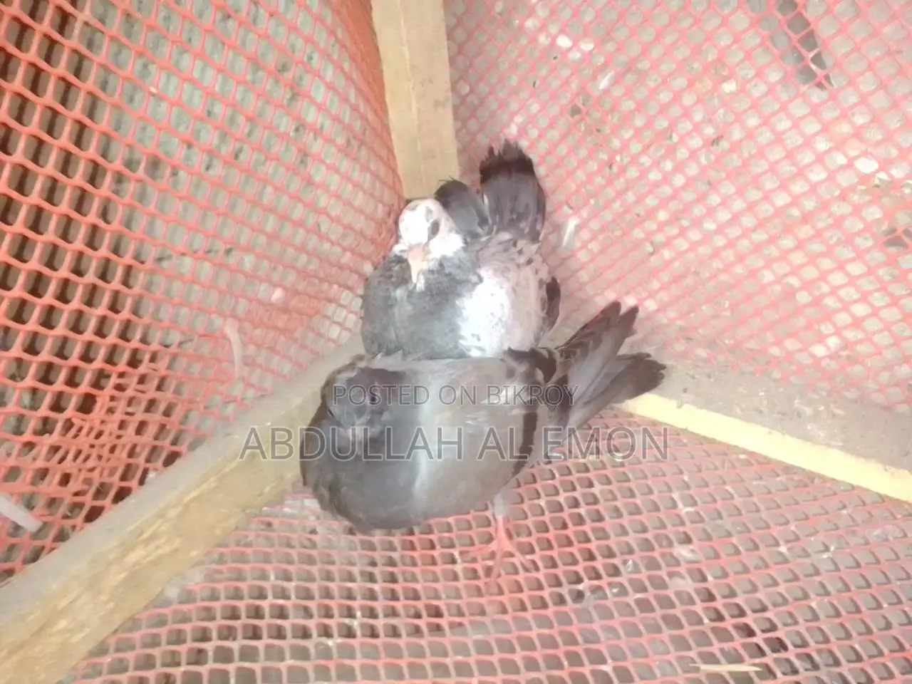 New Adult Pegion Baby