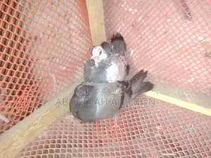 New Adult Pegion Baby