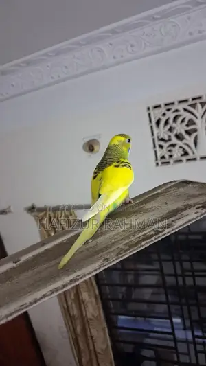 Budgerigar / Bajigor