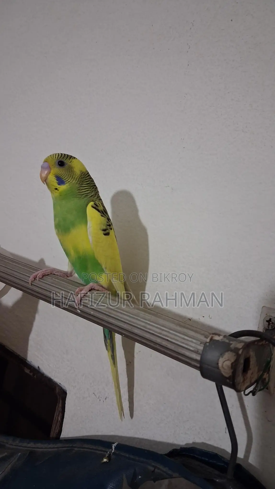 Budgerigar / Bajigor