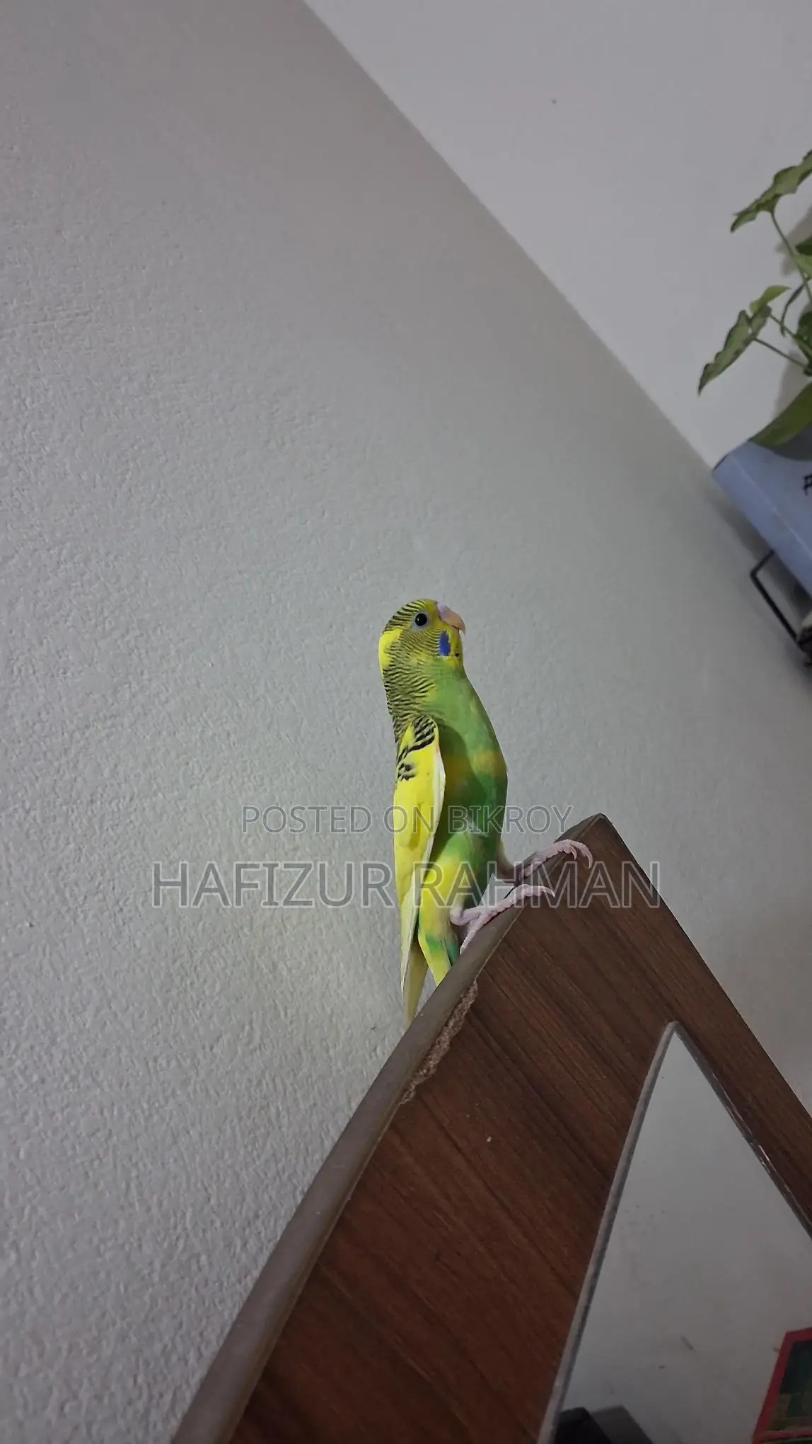 Budgerigar / Bajigor