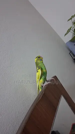 Budgerigar / Bajigor
