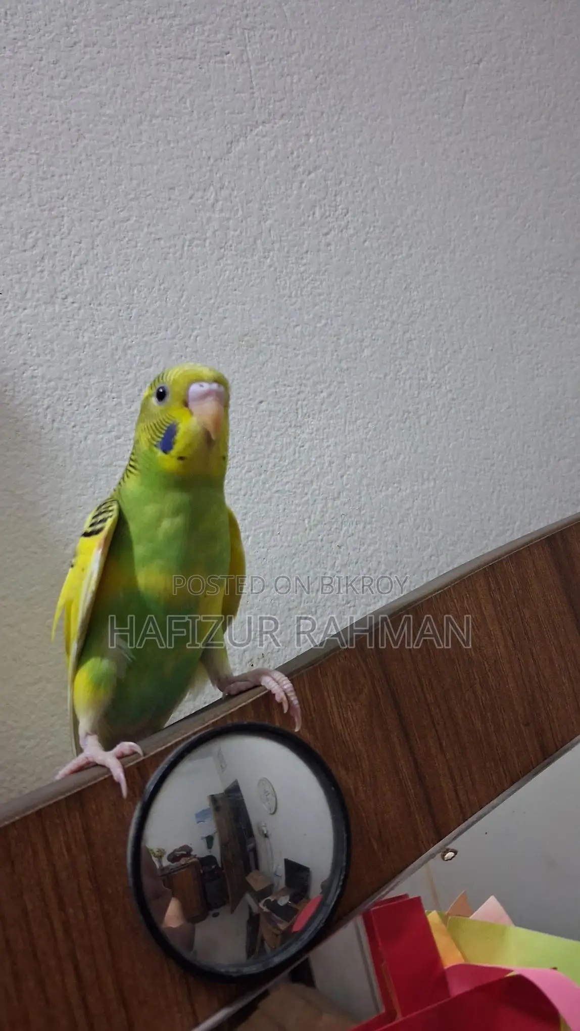 Budgerigar / Bajigor