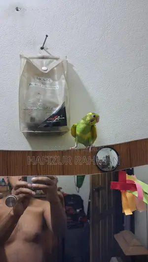 Budgerigar / Bajigor
