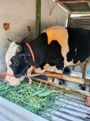 অস্ট্রেলিয়ান গরু বিঞি হবে বিস্তারিত নিছে দেখুন