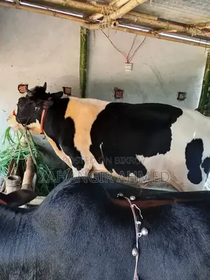 অস্ট্রেলিয়ান গরু বিঞি হবে বিস্তারিত নিছে দেখুন