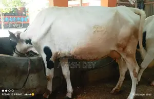 1 Friesian Milking Cow for Sale