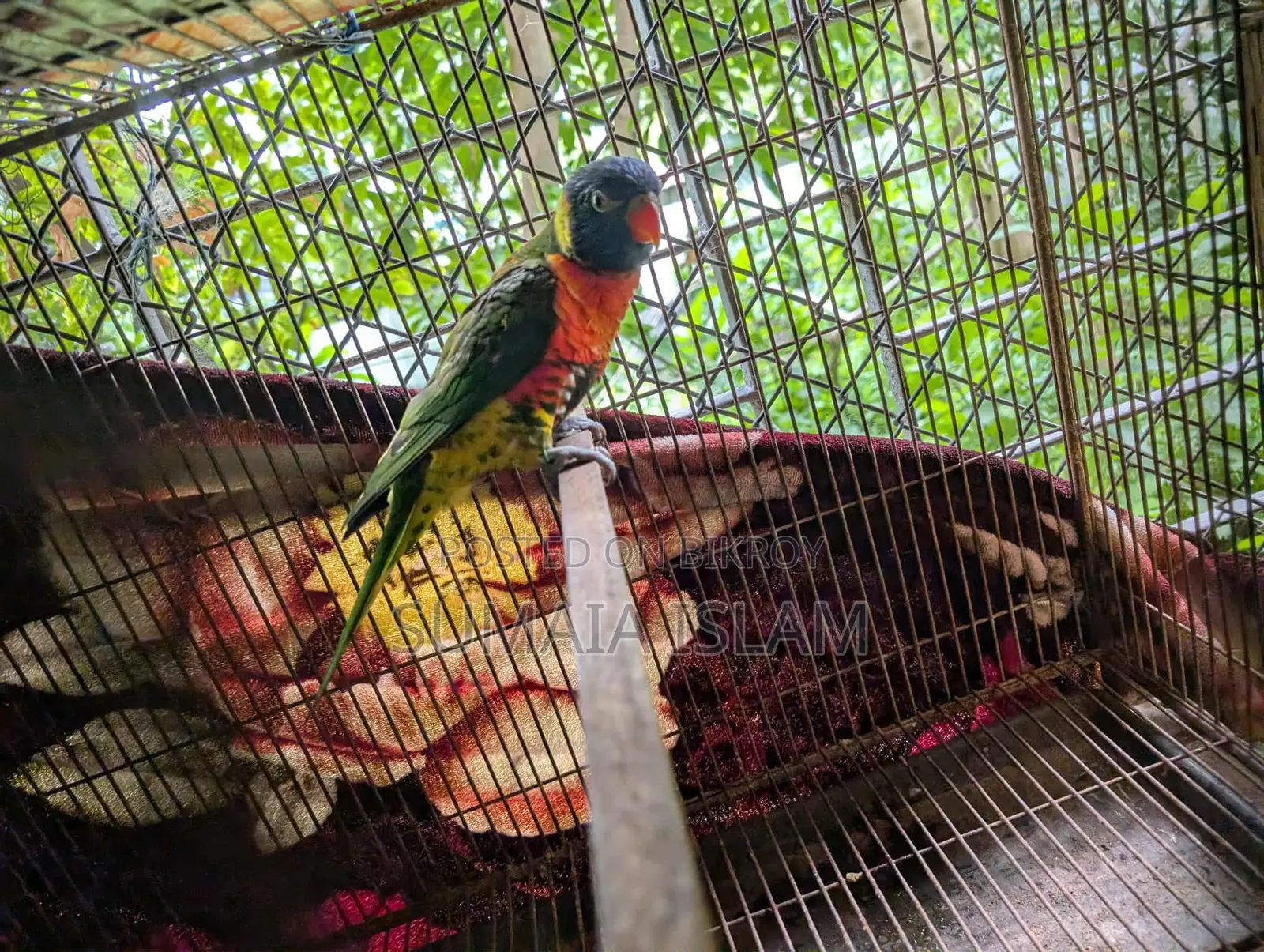 Lory Running Male