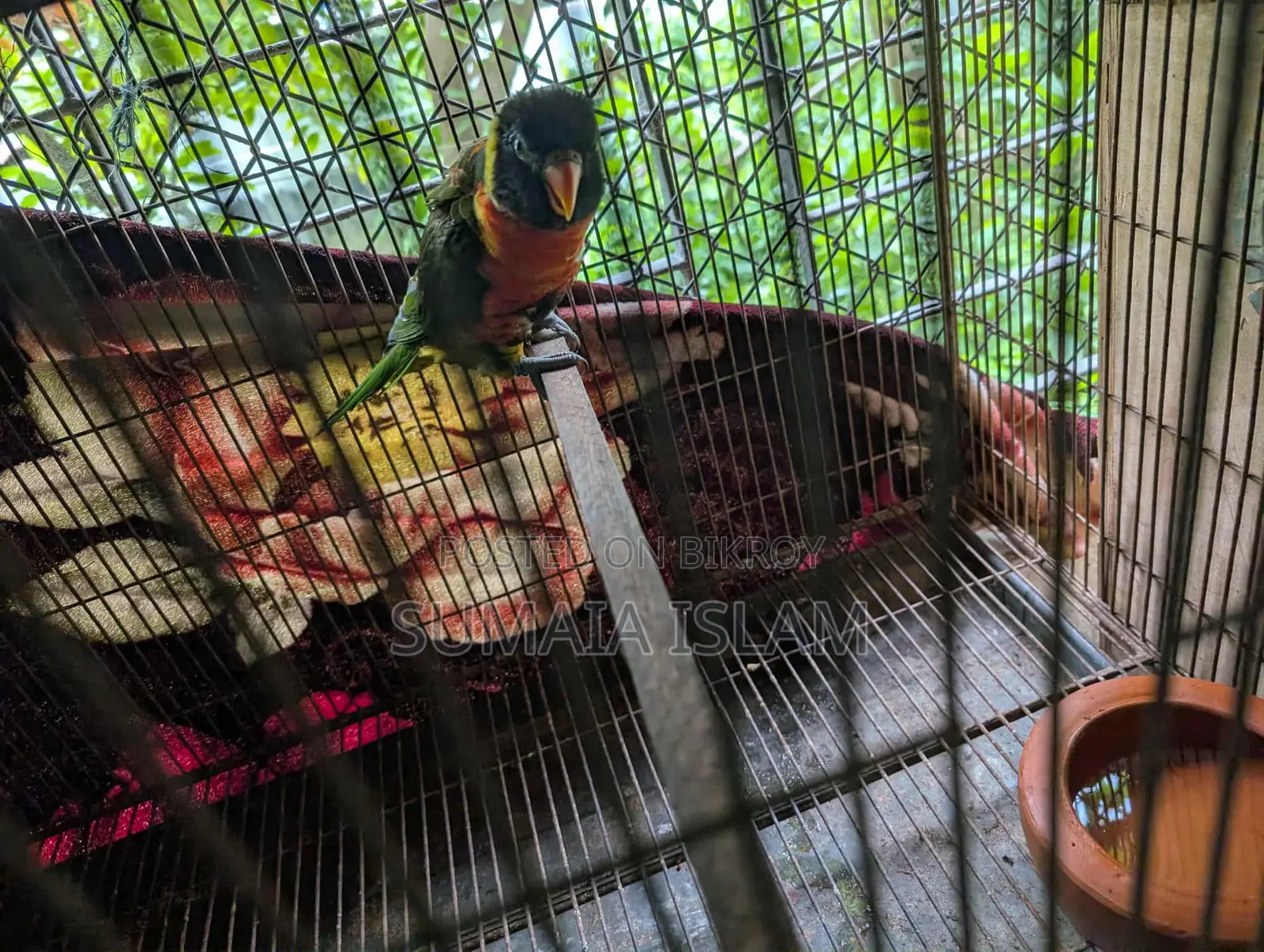 Lory Running Male