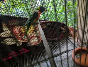 Lory Running Male