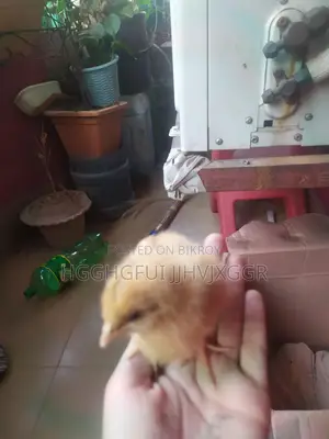 ২ পিস টাইগার মুরগি