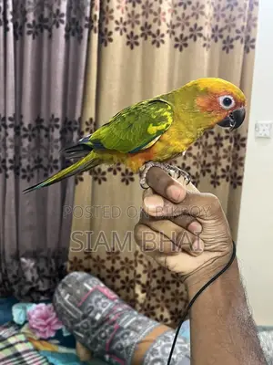 Sun Kunur