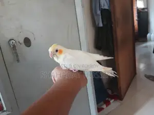 Red eye lutino cockatiel