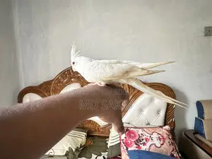 ককাটেল বিক্রয় হবে