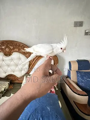 ককাটেল বিক্রয় হবে