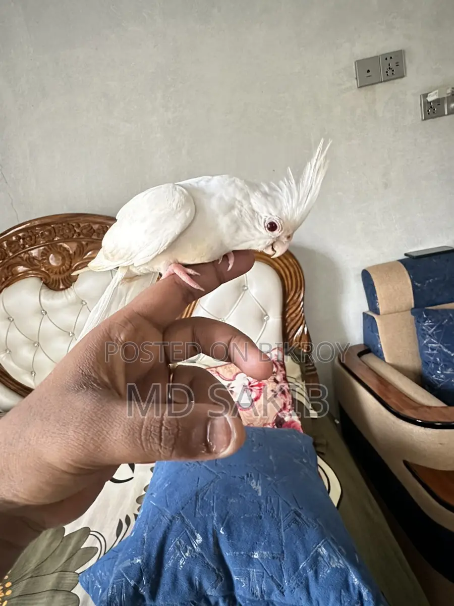 ককাটেল বিক্রয় হবে