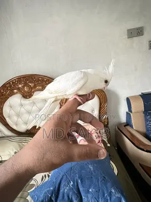 ককাটেল বিক্রয় হবে