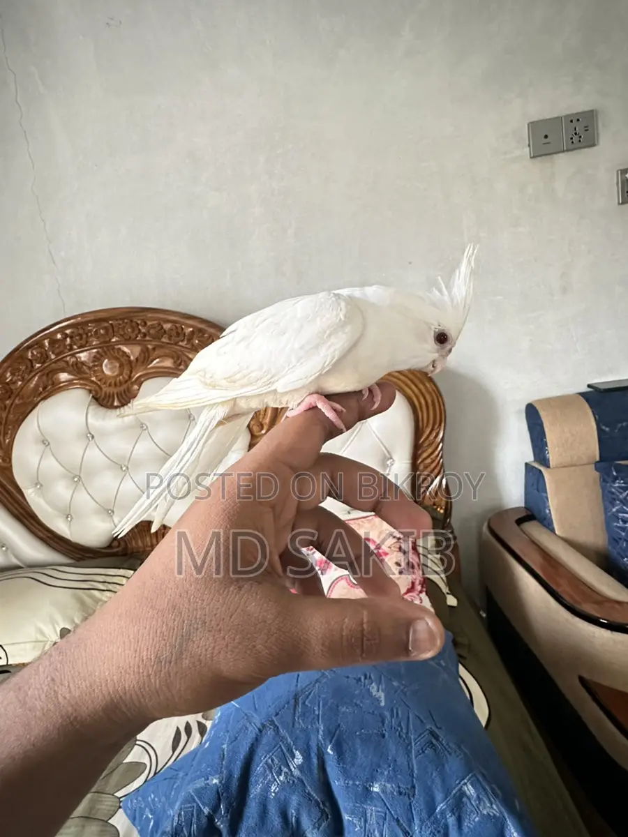 ককাটেল বিক্রয় হবে