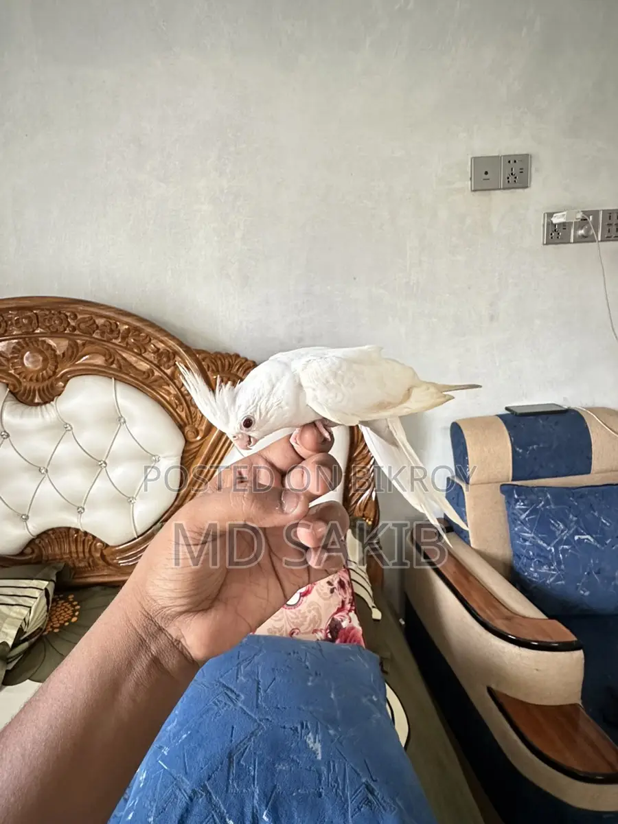 ককাটেল বিক্রয় হবে