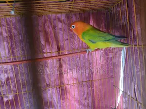 Ewing Mutation Love Bird
