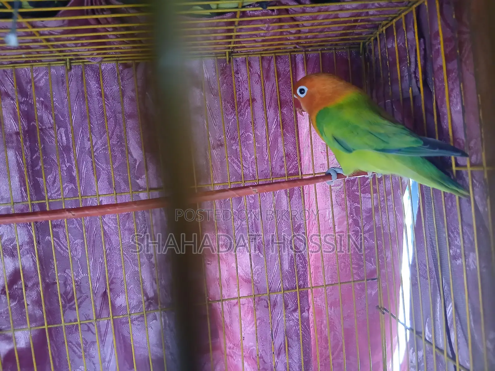 Ewing Mutation Love Bird