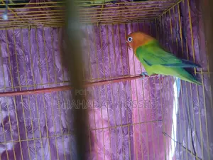 Ewing Mutation Love Bird