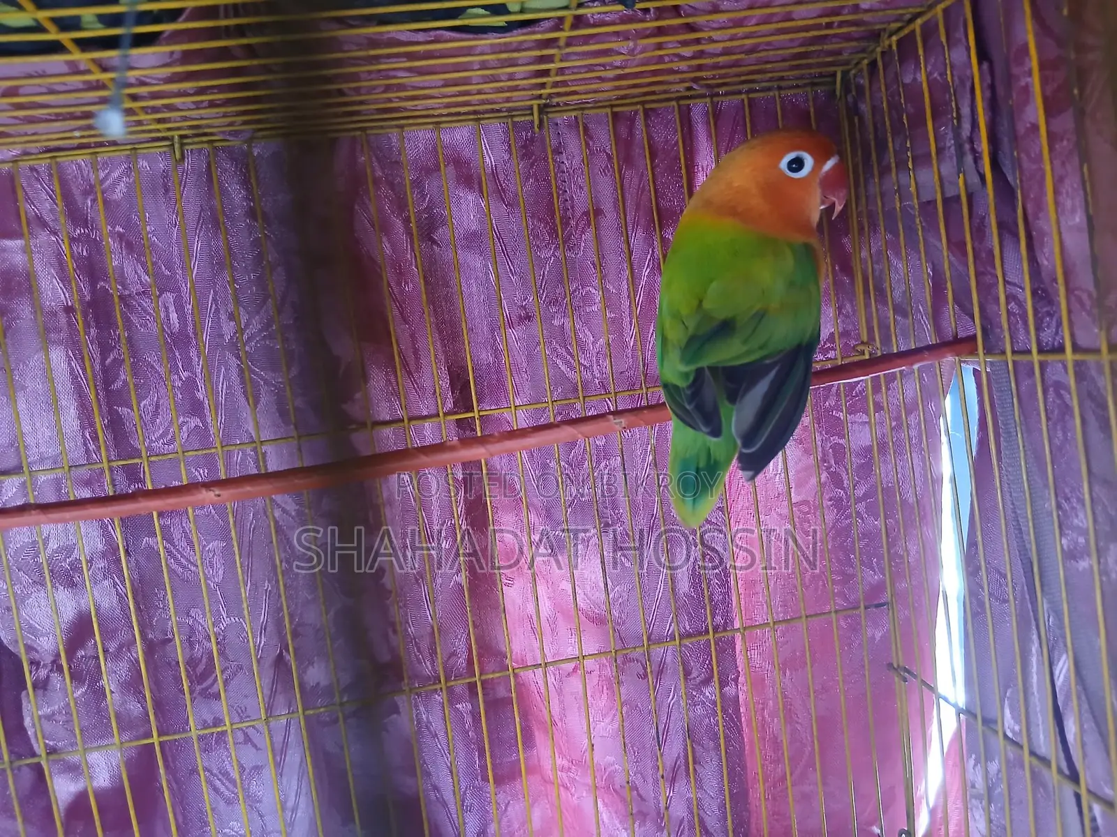 Ewing Mutation Love Bird