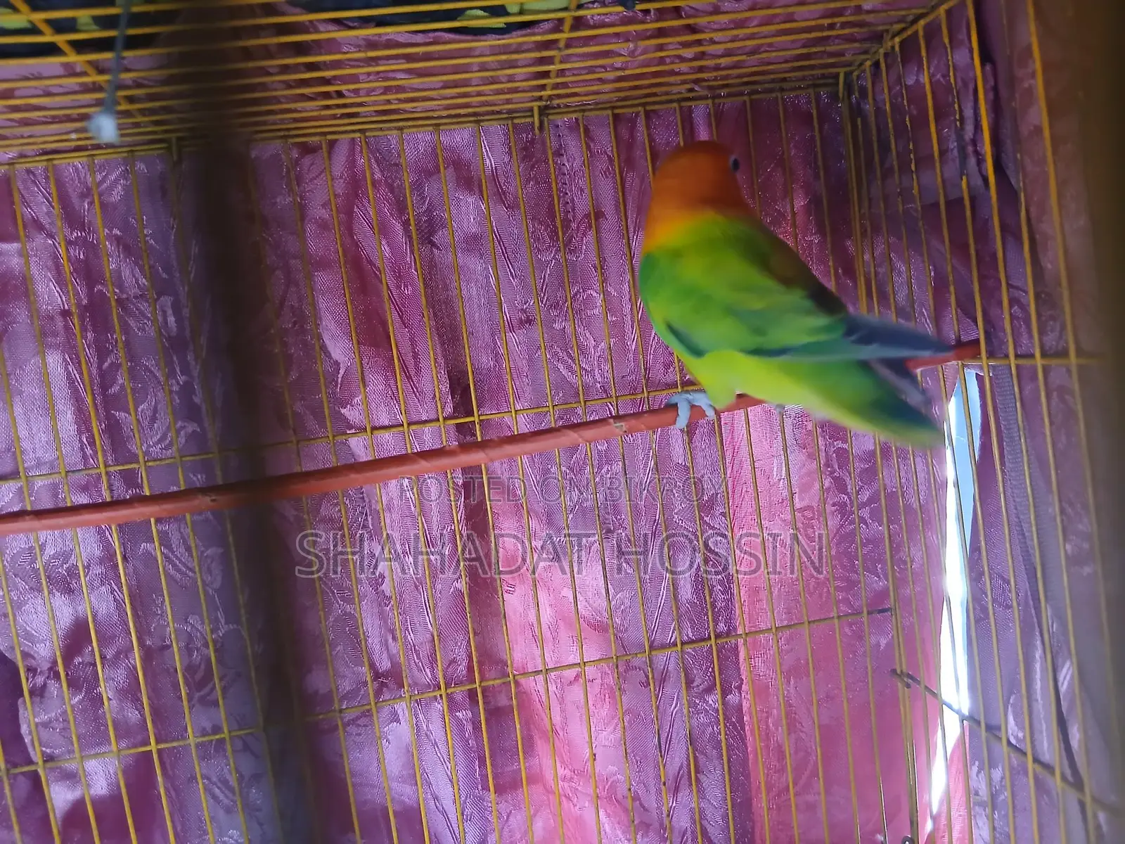Ewing Mutation Love Bird