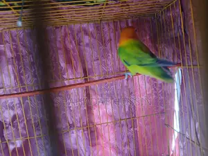 Ewing Mutation Love Bird