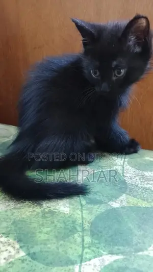 Mixed Breed Baby Cat For Sale