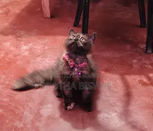 Persian Cat Selling Post