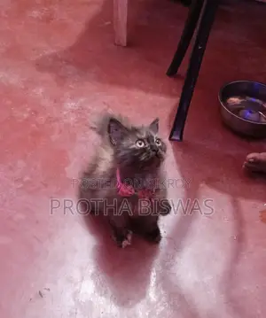 Persian Cat Selling Post