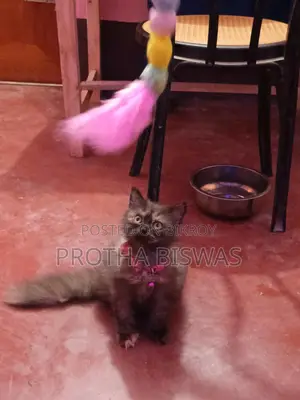 Persian Cat Selling Post