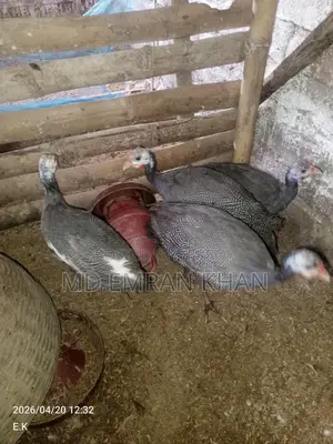 Guinea Fowl