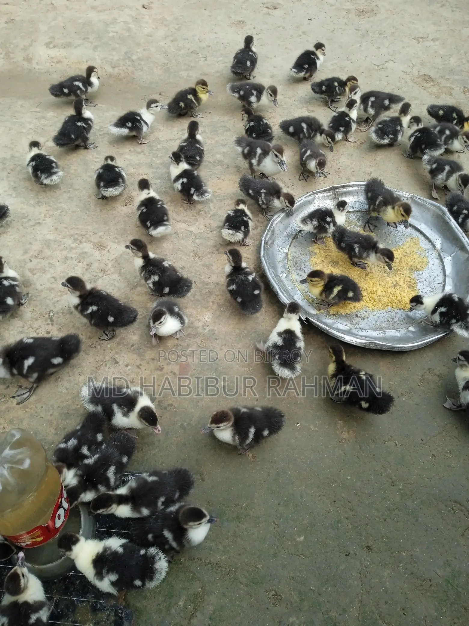 Muscovy Ducklings