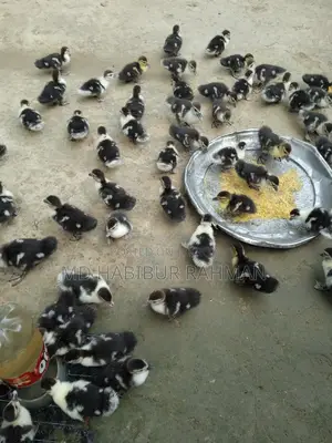 চিনা হাঁস বাচ্চা