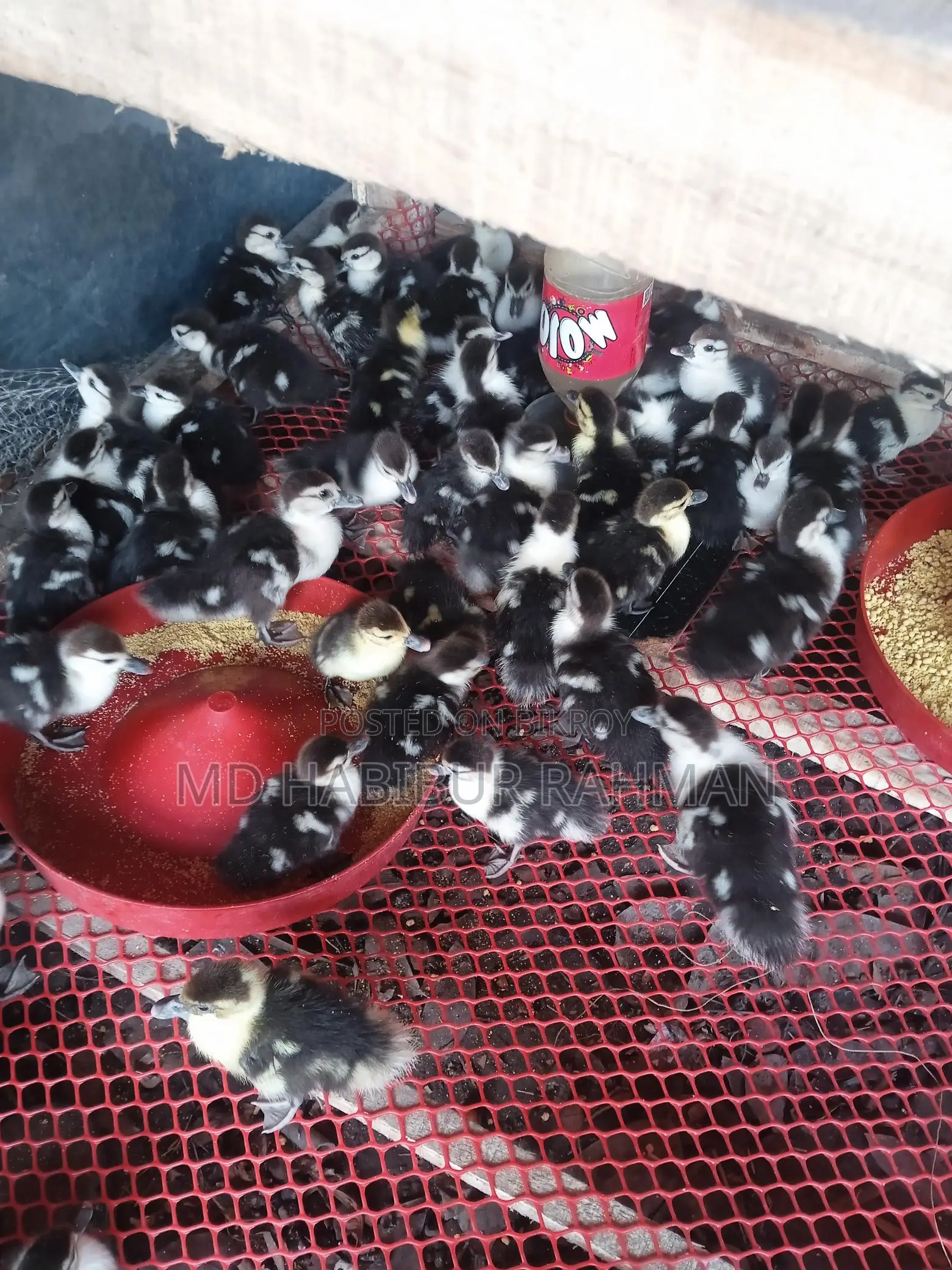 Muscovy Ducklings