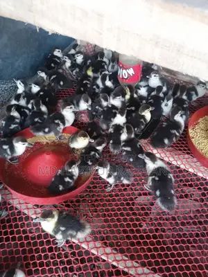Muscovy Ducklings