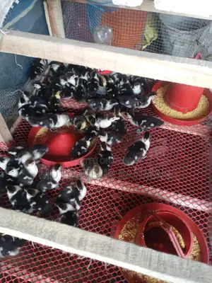 Muscovy Ducklings