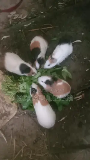 Guinea pigs
