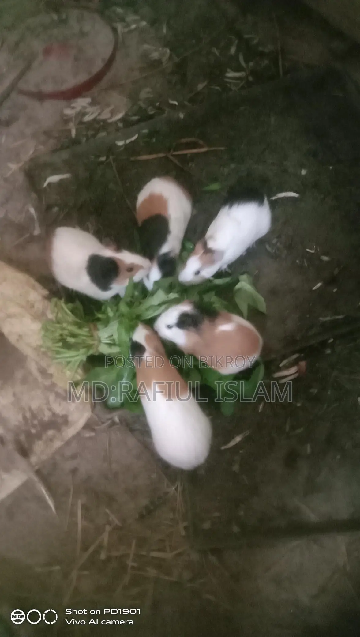 Guinea pigs