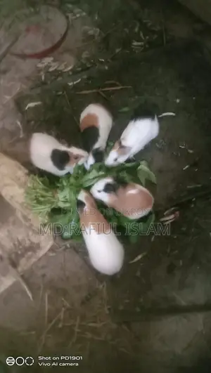 Guinea pigs