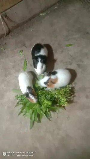 Guinea pigs