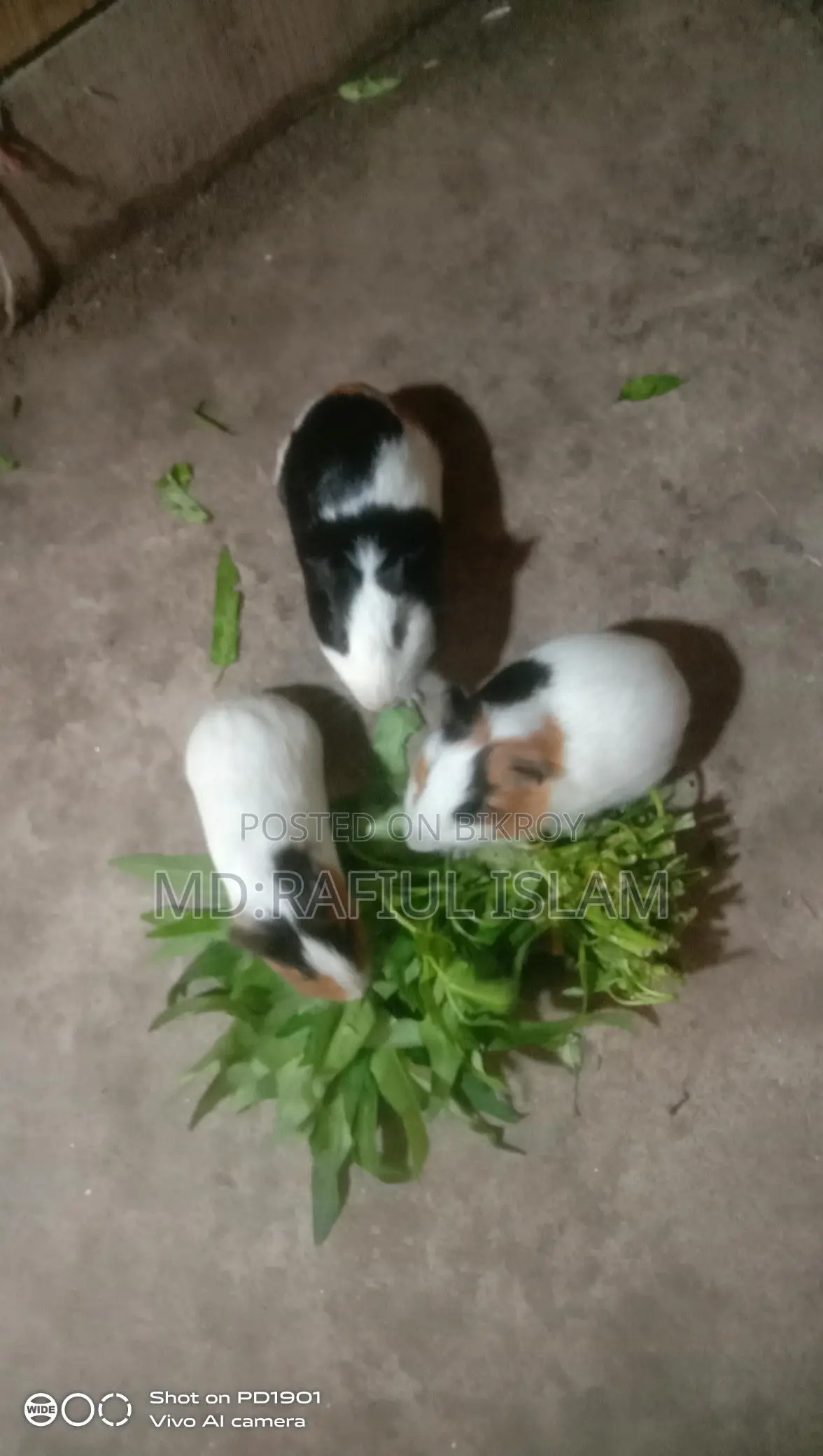 Guinea pigs