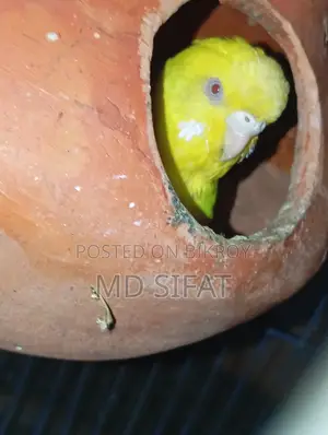 লুটিনো রেড আই বাজিগর